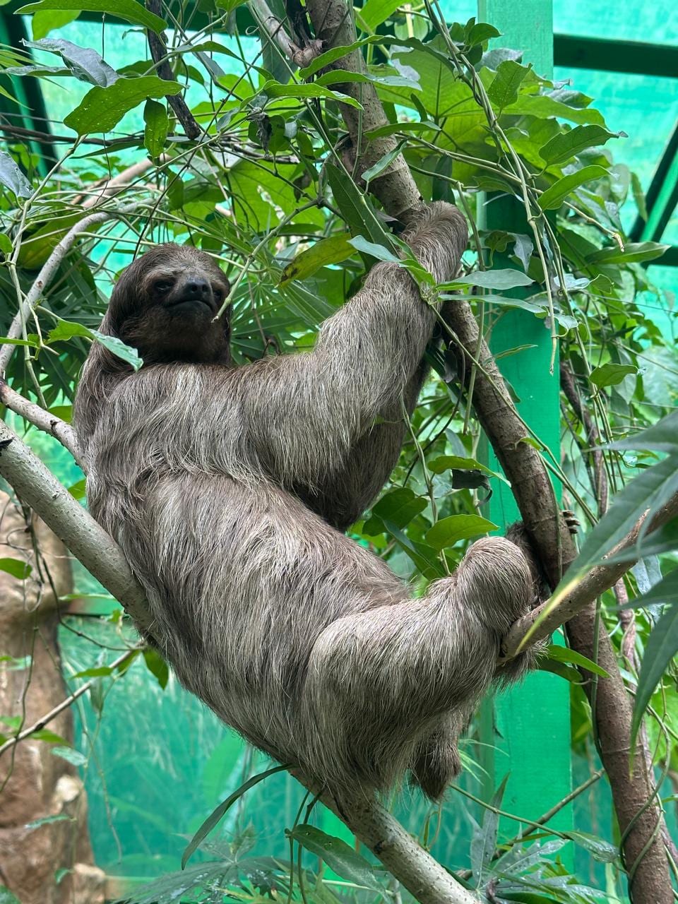 Monkeys and Sloths + Island Tour +Beach Break - photo 4