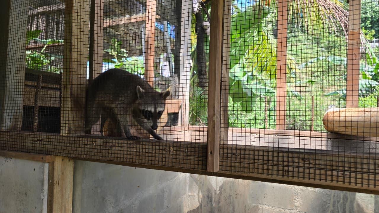 Monkeys and Sloths + Island Tour +Beach Break - photo 3